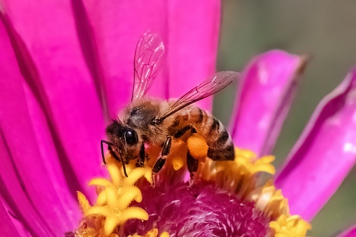 Honey Bee covered in pollen landing on pink flower.