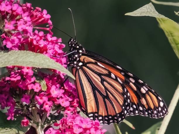 istock A beautiful endangered Monarch Butterfly (Danaus plexippus) pollinating pink flowers. 1577818334
