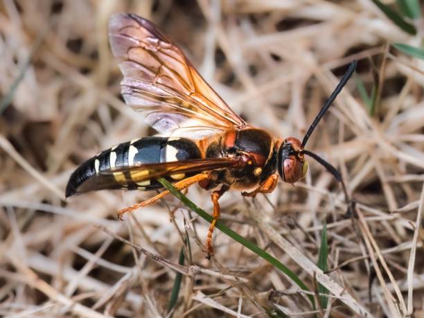 Close up of a large Cicada Killer Wasp (Sphecius speciosus) in the grass. Close up of a large Cicada Killer wasp (Sphecius speciosus) perched on dried grass. Long Island, New York, USA cicada killer stock pictures, royalty-free photos & images