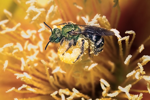 Metallic green bicolored sweat bee (Agapostemon virescens) pollinating and foraging on a Yellow Rose of Texas cactus flower, Long Island, New York.