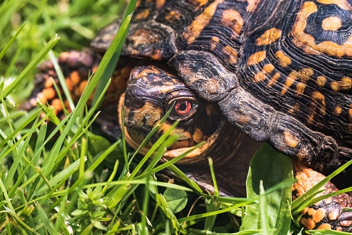 A red-eyed Male Eastern Box Turtle Tortoise (Terrapene carolina carolina) crawling in green grass. Long Island, New York.