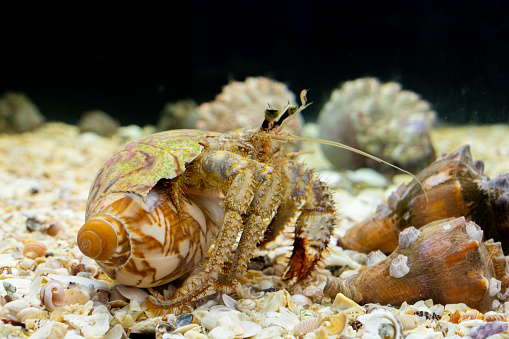 Hermit crab on shell beach in the aquarium