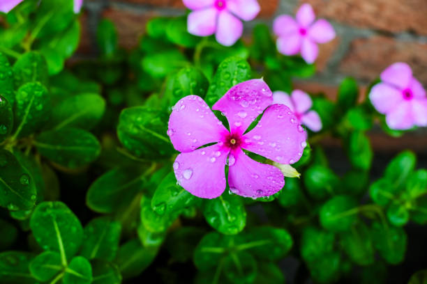 Closeup of Pink Periwinkle with rain drops. Closeup of Pink Periwinkle with rain drops. catharanthus roseus stock pictures, royalty-free photos & images