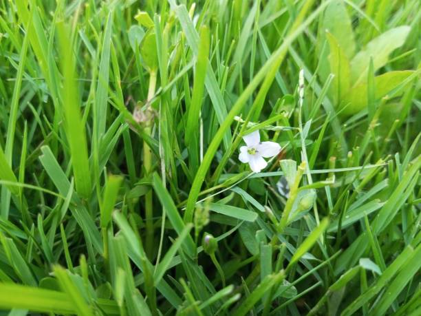 istock Speedwell Little White or Veronica Scutellata 1577881994