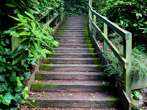 Overgrown staircase in Plantation Garden in Norwich