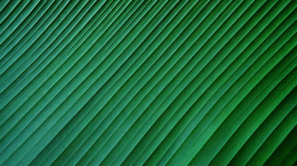 Banana leaf texture background. Green banana leaf diagonal lines shape background.