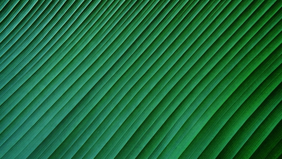 Banana leaf texture background. Green banana leaf diagonal lines shape background.