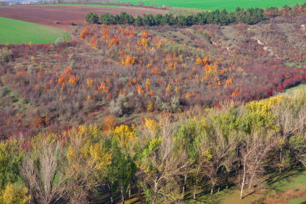 Beautiful autumn landscape with colorful trees in the forest. Nature view from above.