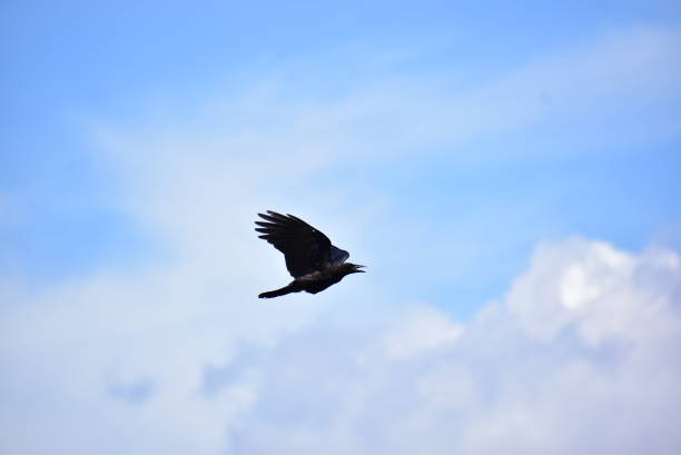 istock Portrait of the bird called crow 1577913433