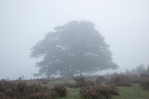 single tree in moor landscape with fog