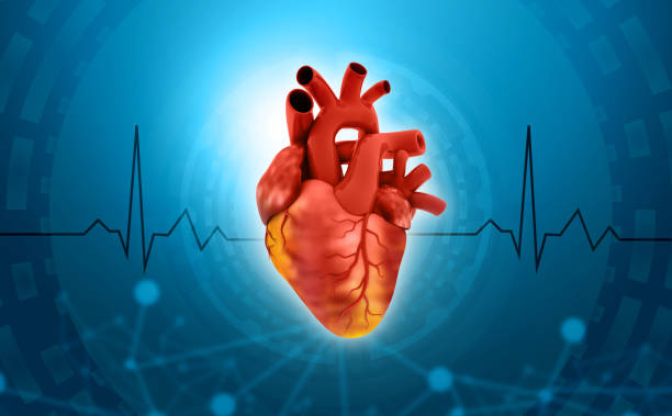 istock Human heart anatomy 1577921845