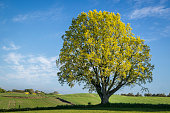large single tree isolated in a green field