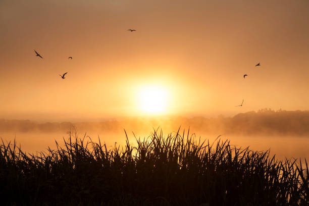 Colorful sunrise with silhouette of seaguls and gras with the sun rising behind