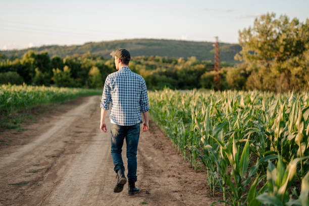 istock Young male farmer walking in corn field during sunset 1577928138