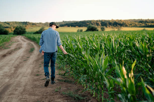 istock Young male farmer walking in corn field during sunset 1577928143