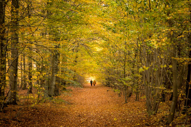autumn in the forest from ground level orange