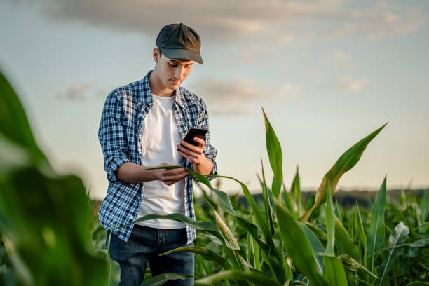 istock Young male farmer examining corn crops with phone 1577929276