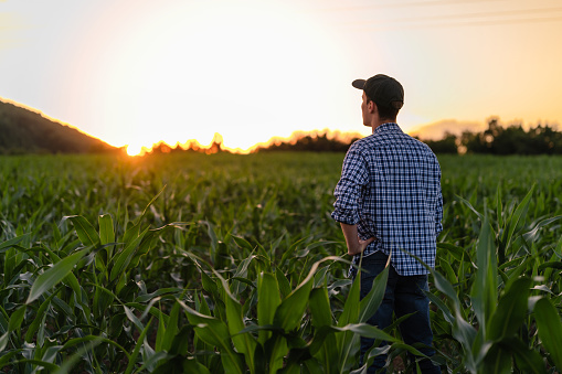 Rear view of young male farmer looking at the sunset in corn field
