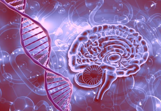 istock Human brain cross section with DNA strand 1577930918