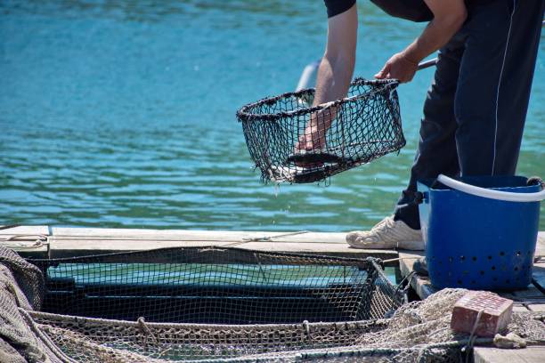 istock Midsection of man working in fish farm 1577977153