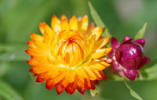 Calendula, also called Pot Marigold, is a flowering plant in the daisy family. It is in bloom for a long period of time from late spring to summer and autumn. The color of flowers range from yellow to deep orange and cream with ray florets or disk florets. Pot marigold florets are edible.