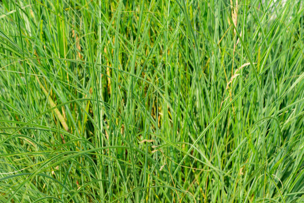 istock Bright green grass filling the frame 1578004764