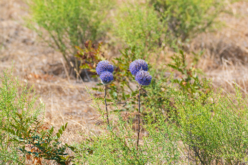 Echinops ritro or violet globe thistle flowering in field