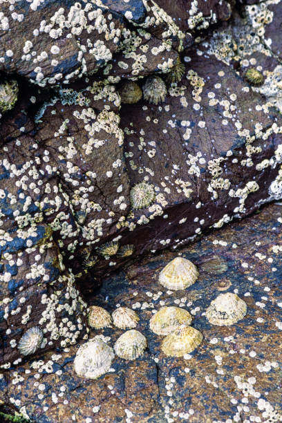 istock Clams and barnacles on a rock by the sea 1578015805