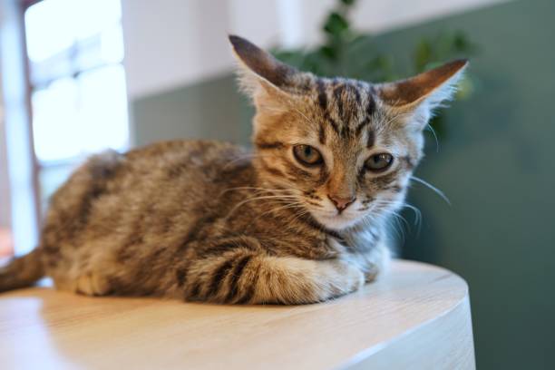 istock Little brown tabby kitten cute animals in house. 1578017984