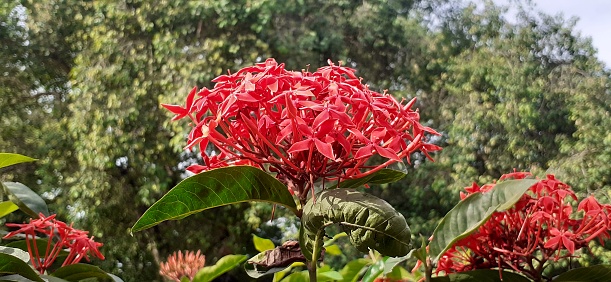 Ixora Coccinea is a species of Rubiaceae family flowering plant. It is also known Jungle Flame, Pendkuli, Jungle Geranium and Flame of the woods.Native place of this flowering plant is India, Bangladesh and Sri Lanka.