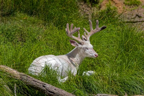 The white form of the white-tailed deer. A rare white form of the white-tailed deer.
Resting Deer with antlers in velvet. albino deer stock pictures, royalty-free photos & images