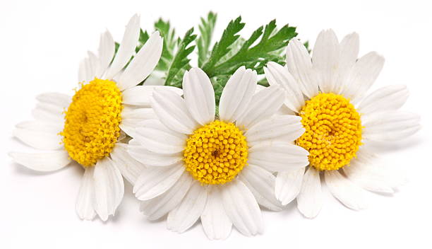 istock Macro shot of wild camomiles 157802709