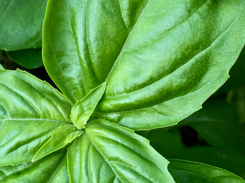 Horizontal high angle extreme closeup photo of the green leaves on an aromatic Basil plant growing in an organic garden in Summer. Byron Bay, north coast NSW.