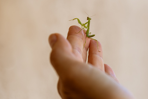 Man holding a mantis on his hand