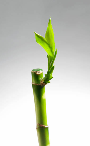 istock chinese feng shui decoration bamboo 1578036833