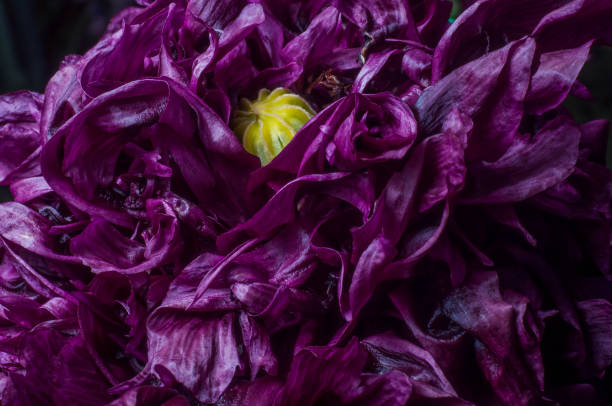 Terry poppy flower purple, full-frame in low key. macro photo of a plant theme