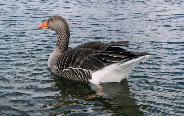Greylag goose bird on the surface of a pond or lake water.
