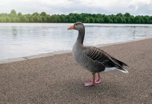 Greylag goose bird standing near pond or lake water.
