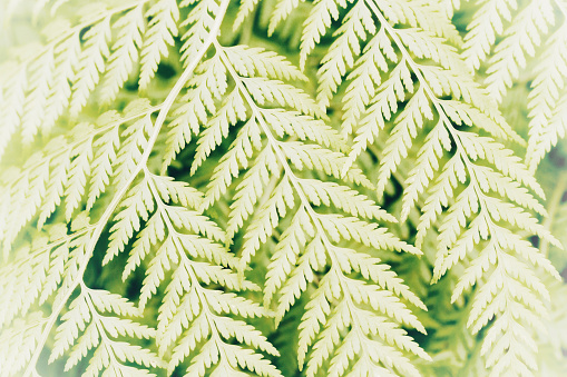 Horizontal extreme closeup photo of green fern fronds growing in the rainforest. Byron Bay, subtropical north coast NSW. Soft focus background.