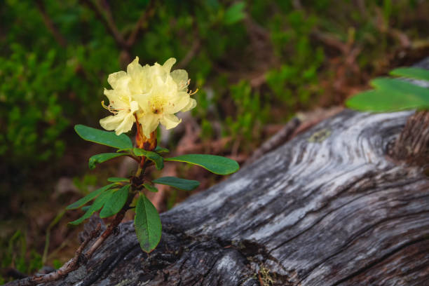Selective focus. Azalea (rhododendron) Golden in deep forest,  yellow-orange flowered fragrant bush, bright spring flowers, macro.