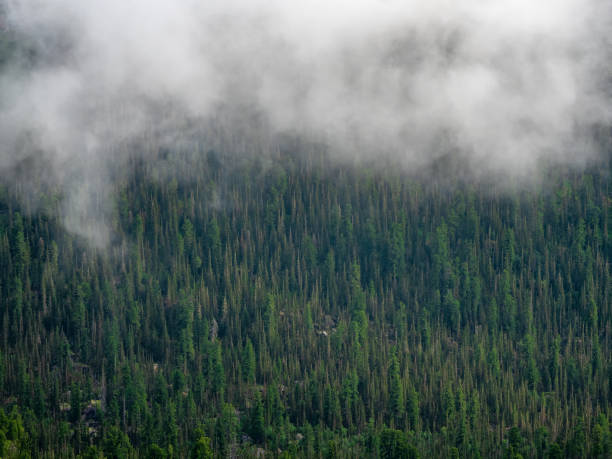 istock Endless vast taiga forests are shrouded in a white cloud haze. Texture coniferous forest top view, landscape green forest, taiga peaks of fir trees. 1578079088