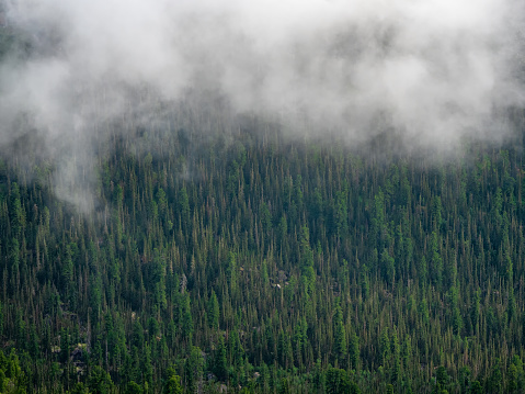 Soft focus. Endless vast taiga forests are shrouded in a white cloud haze. Texture coniferous forest top view, landscape green forest, taiga peaks of fir trees.