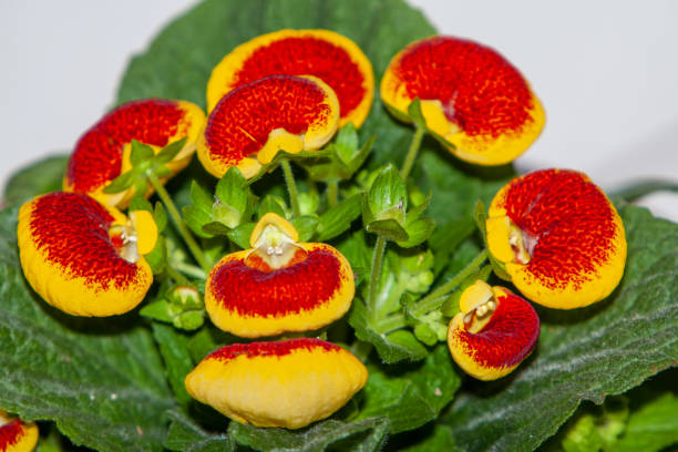 Potted Calceolaria plant