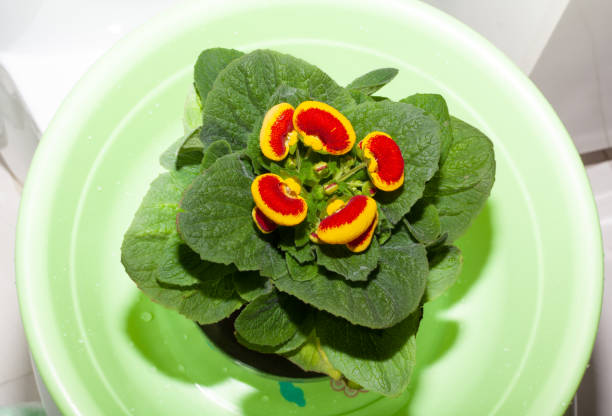 Potted Calceolaria plant