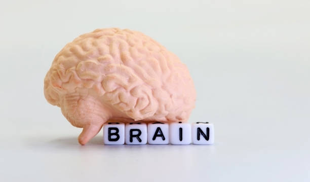 istock An anatomical model of the brain on the word brain 1578099578