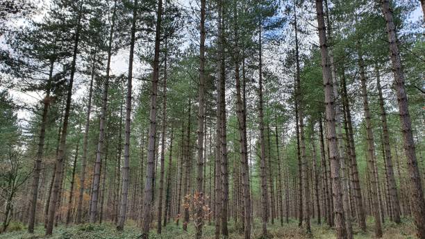 istock King's Forest straight conifers 1578117046