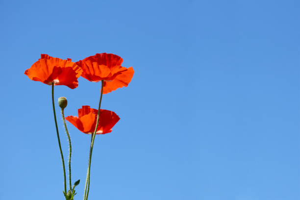 a herbaceous plant with showy flowers, milky sap, and rounded seed capsules. Many poppies contain alkaloids and are a source of drugs as morphine