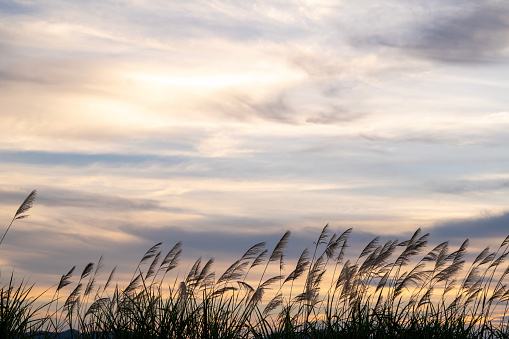 Reed flowers on the hilltop in the evening