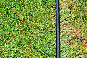 Watering rubber hose lying on green grass in a clearing