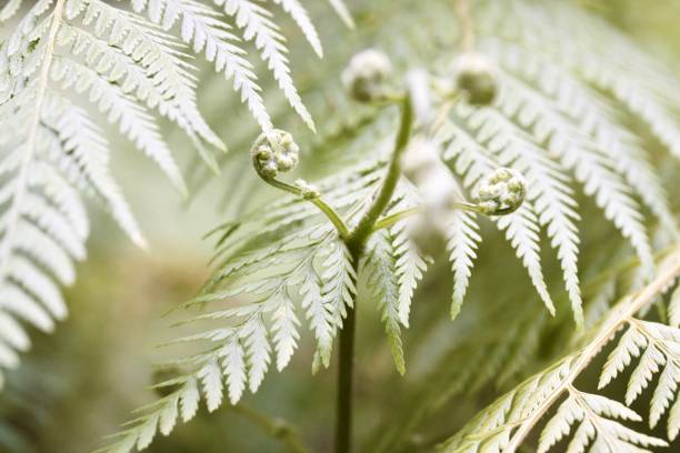 istock Native Australian Rainforest Fern 1578124659